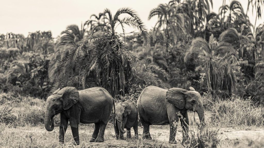 Scopri i lodge della foresta congolese: vivi la lotta per preservare la natura.