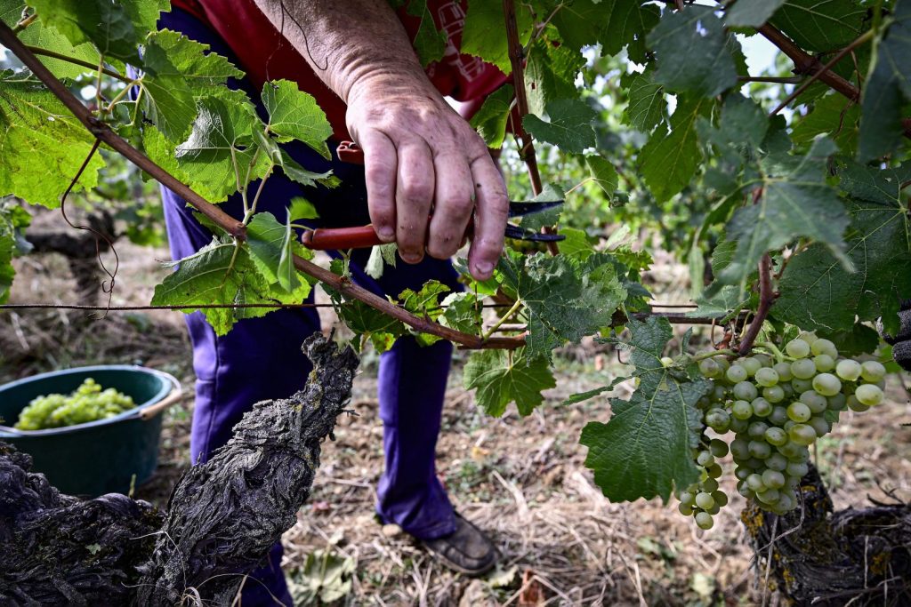 Vendemmia 2025: Uve Trentodoc di qualità eccezionale promettono un grande futuro nel vino.