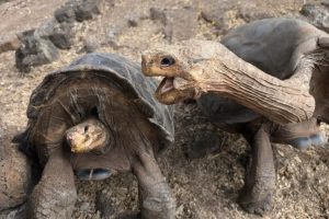 Il declino inesorabile di tartarughe e tartarughe terrestri: una crisi ambientale da affrontare.