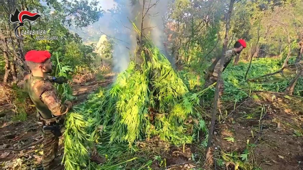 Maxi piantagione di marijuana scoperta nella Locride: operazione delle forze dell’ordine.