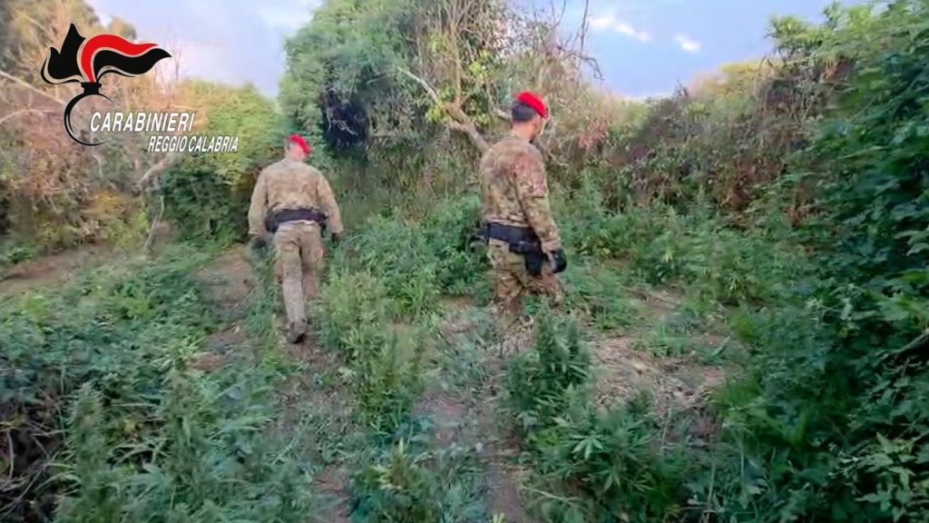 Arresto di Due Reggini per Raccogliere Marijuana a Nicotera VIBO VALENTIA (ITALPRESS) – Nella...