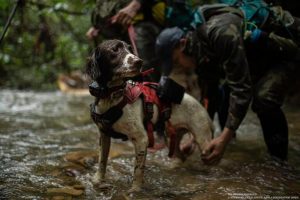 Caccia alla rarità: il team del Laos cerca l’ultima saola nel suo habitat naturale.