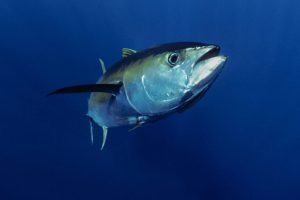 Countries at Pacific summit reduce tuna fishing closures, with limited conservation successes.