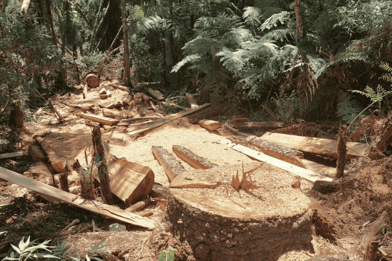 Arresto del Capo Indigeno in Brasile: Una Lotta Contro la Deforestazione Illegale La Polizia...