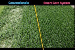 Preceon: Bayer in Italia guida l’innovazione nel futuro del mais