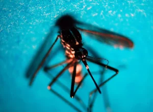 West Nile Virus: Emergenza Salute Pubblica in Italia Aumento dei Casi di West Nile Virus FERRARA...