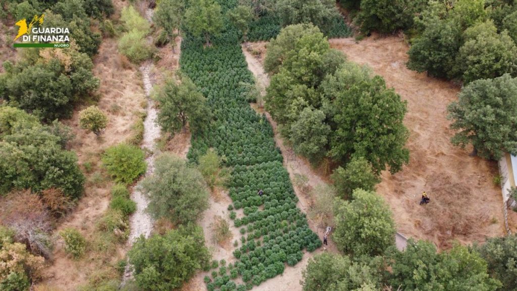 Scoperta e Distruzione di una Piantagione di Cannabis a Nuoro NUORO (ITALPRESS) – Nel corso di...