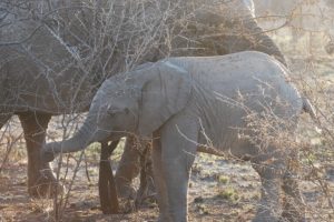 Controversia in Sudafrica: piano di abbattimento elefanti solleva preoccupazioni per il benessere animale.
