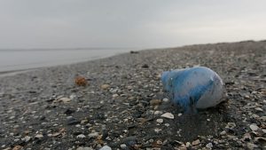 Francia: chiuse spiagge per avvistamento di caravelle portoghesi velenose, pericolo in arrivo!