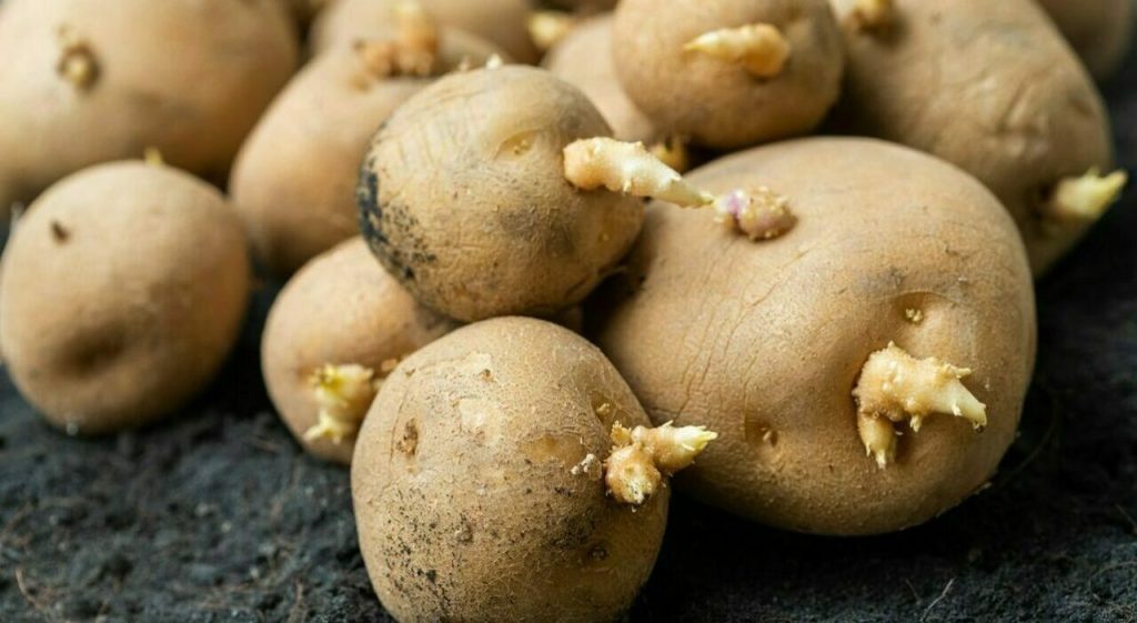 Patate germogliate: sono sicure da mangiare? Ecco cosa sapere per evitare rischi.