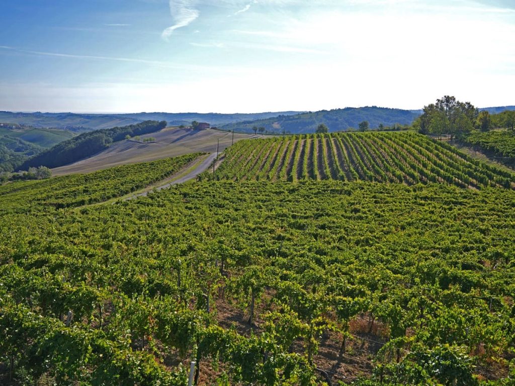 Piano Nazionale Sementi Biologiche: finanziamenti Masaf e attuazione CREA per la sostenibilità agricola.