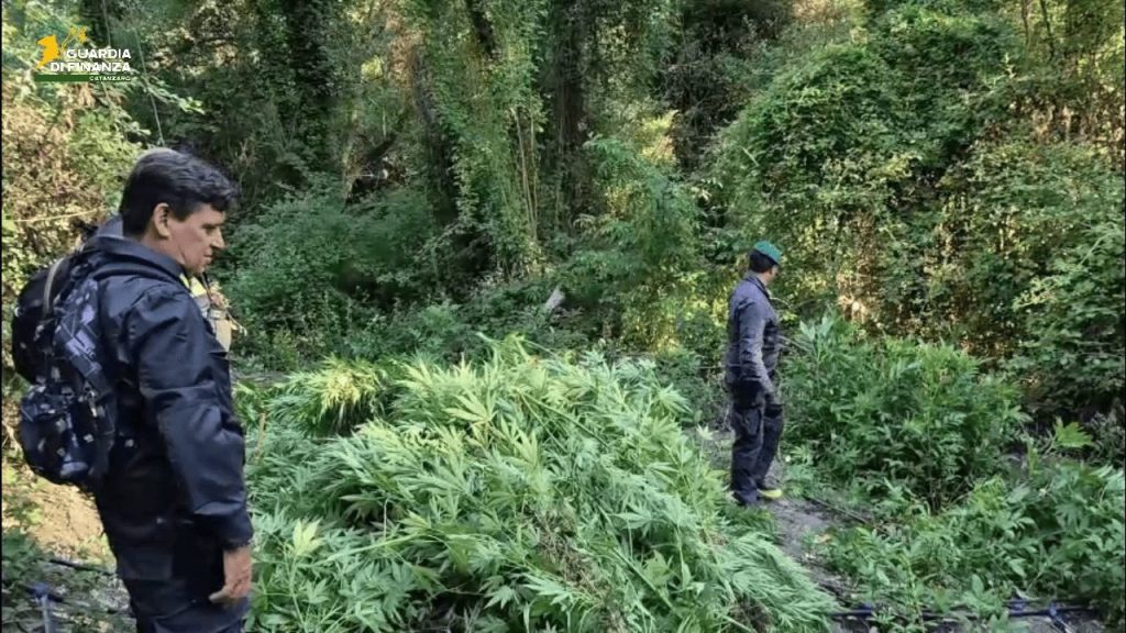 Sequestro da 3 milioni: vaste piantagioni di canapa nel Catanzarese.