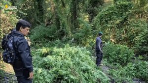 Sequestro da 3 milioni: vaste piantagioni di canapa nel Catanzarese.