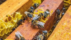 Calabria investe 1,3 milioni per sostenere l’apicoltura e promuovere l’eccellenza locale.