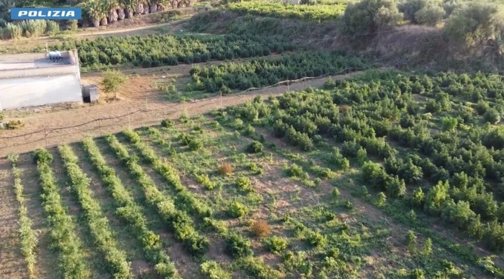 Scoperta Azienda Agricola Trasformata in Laboratorio di Canapa Indiana PALERMO (ITALPRESS) – Nella...