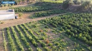 Marijuana nascosta tra canapa light: 4 arresti domiciliari nel Palermitano.