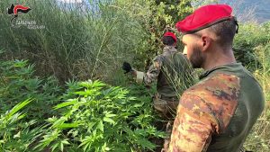 Piantagione di canapa indiana scoperta nell’Aspromonte reggino: un ritrovamento sorprendente.