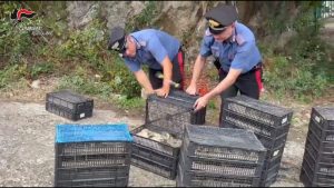Scoperto uomo con 2.200 uccelli protetti in auto a Villa San Giovanni: denuncia.