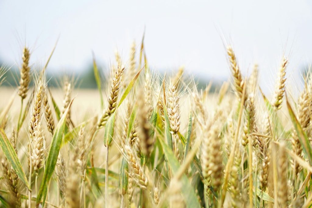 Accordo CREA-CIMMYT: potenziare le filiere cerealicole nazionali per una maggiore sostenibilità.