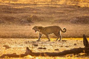 Tropical dry forests face collapse, yet their plight goes largely unnoticed.