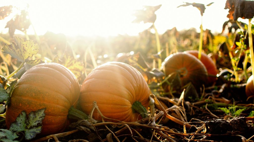I migliori orti di zucche da esplorare vicino a Londra per Halloween.