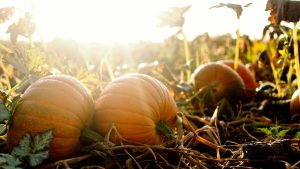I migliori orti di zucche da esplorare vicino a Londra per Halloween.