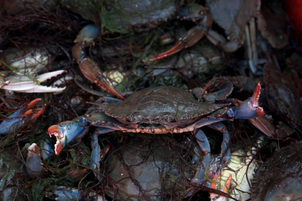 Granchio blu: oltre 3,1 milioni di euro risarciti alle aziende danneggiate.