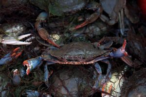 Granchio blu: oltre 3,1 milioni di euro risarciti alle aziende danneggiate.