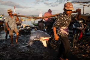 Fotografie sull’impatto della pesca eccessiva in SE Asia vincono premio giornalistico.