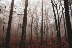 Oroscopo settimanale 3-9 novembre 2025: previsioni e energie per tutti i segni