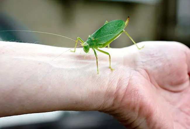 I Katydids sono insetti innocui o pericolosi? Scopri la verità
