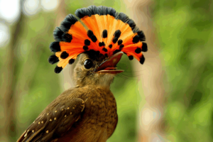 Studio rivela calo drammatico degli uccelli tropicali a causa del caldo estremo crescente.
