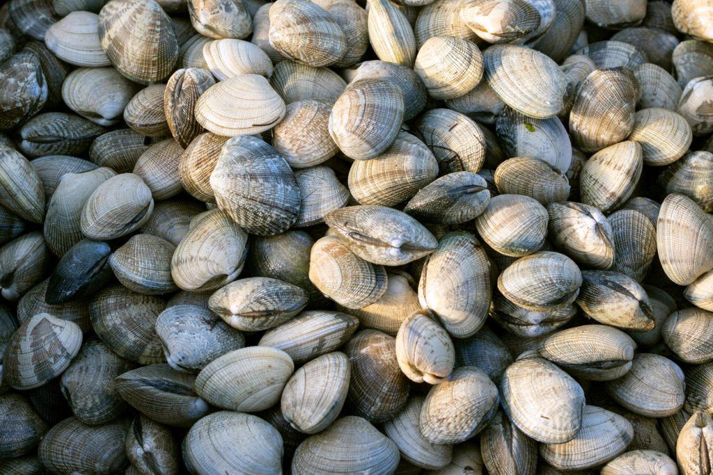 Conad richiama vongole surgelate: rischio glutine non segnalato, attenzione alla sicurezza alimentare.