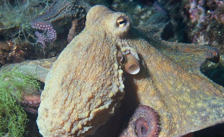 Octopus farming: una minaccia nascosta per la conservazione marina e la biodiversità oceanica.