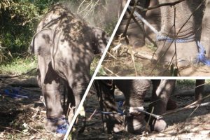 Scoperta della condanna Landmark svela l’inquietante traffico illegale di elefanti in Sri Lanka.