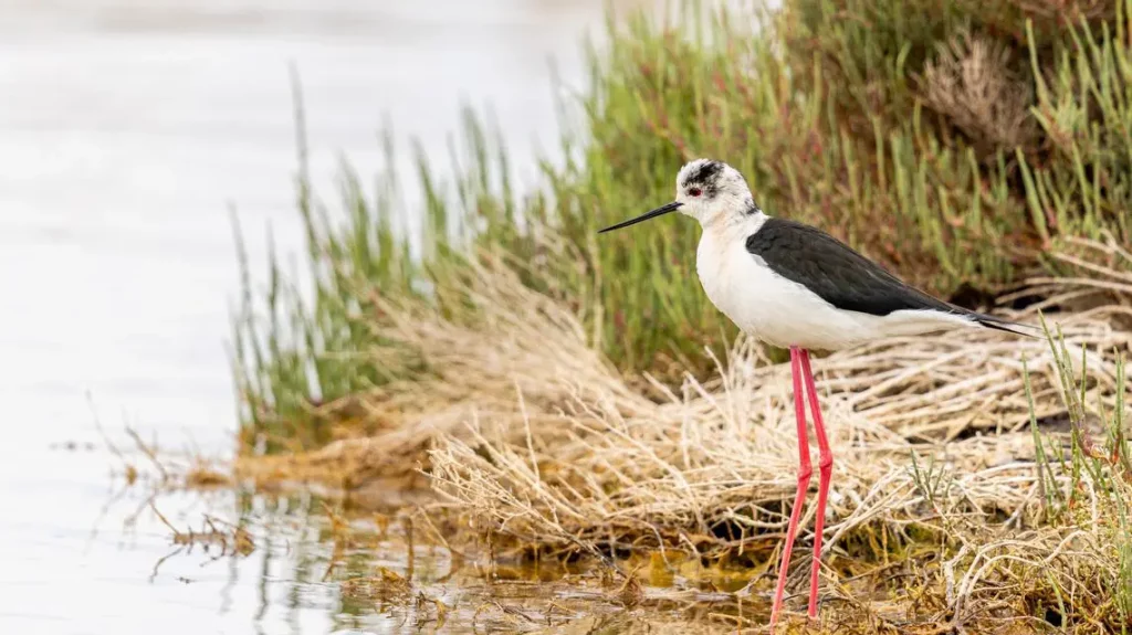 Sardegna potenzia il monitoraggio di habitat e specie per tutelare la biodiversità locale.