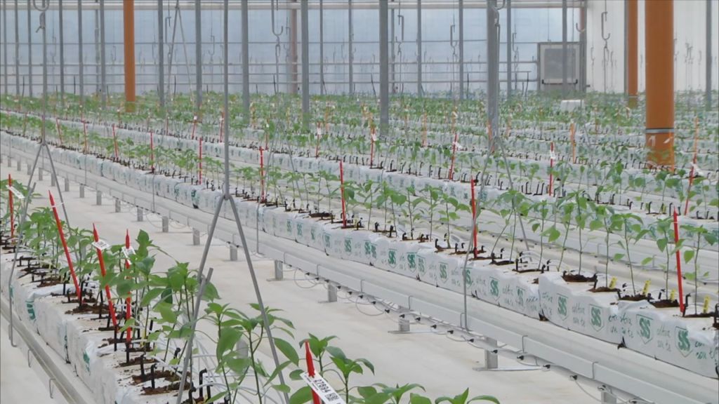 Bayer lancia serre hi-tech a Latina, un passo avanti per l’innovazione agricola.