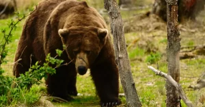 Ecco il nuovo campione di Orso Grasso: un trionfo da celebrare!