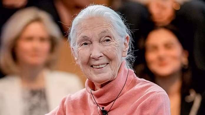 Addio a Jane Goodall: la pioniera degli studi sugli scimpanzé ci lascia a 91 anni.