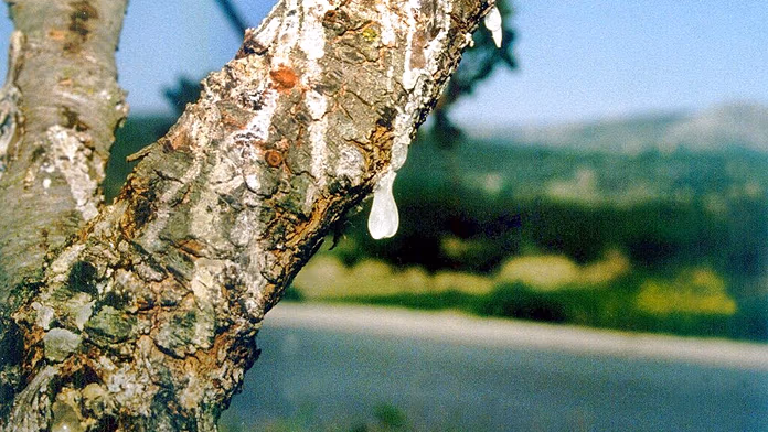 Incendi estivi minacciano la produzione del famoso mastice di Chios in Grecia.