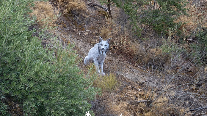 Catturata in Spagna una rara lince iberica bianca, il misterioso “fantasma mediterraneo”.