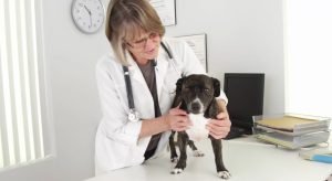 Rivelazioni sul Sangue dei Cani: Come Identificare l'Invecchiamento Un recente studio condotto dalla...