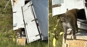 Allerta negli Stati Uniti: scimmia sfugge con Covid e malattie pericolose per l’uomo.