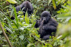 La gioia e l’impatto della fotografia naturalistica secondo un membro di Mongabay.