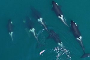 Droni monitorano le balene, fornendo avvisi tempestivi sulla loro salute e sopravvivenza.