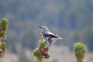 Clima più caldo ridurrà drasticamente il territorio del pino bianco minacciato in pochi decenni.