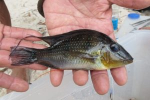 L'impatto del versamento di petrolio sui pesci dell'Amazzonia Nel 2013, un barcone si rovesciò nel...