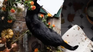 7 superstizioni di Halloween e il loro vero significato svelato