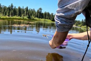 La lotta per salvare la rana gialla di montagna in California continua.