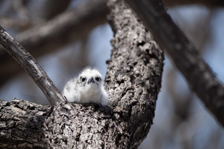 Ratti estirpati: un ritorno di foreste, uccelli e coralli nelle Isole Marshall.